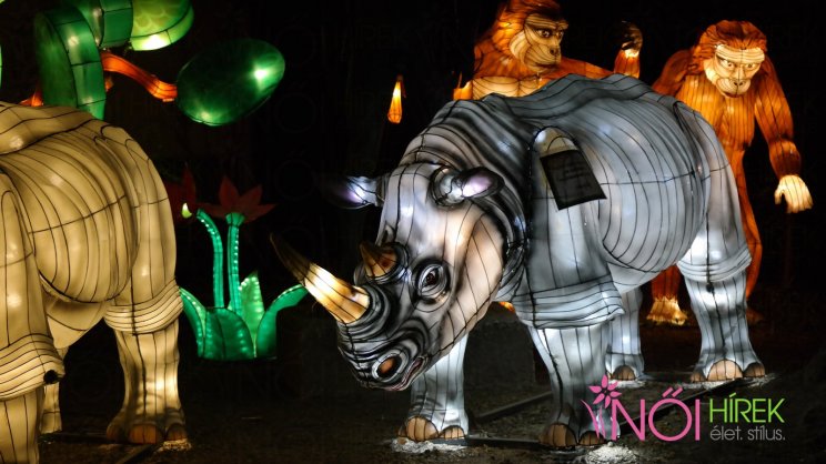 Orrszarvú lampion 