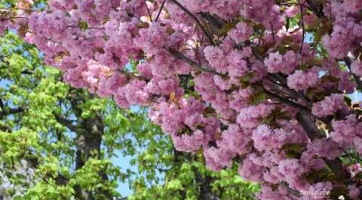 Cseresznyefák virágzása itthon és külföldön