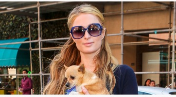 Meghalt Paris Hilton kedvenc kutyája