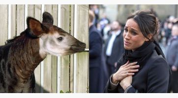 Okapi lett Meghan Markle
