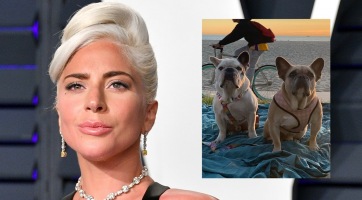 Lady Gaga épségben visszakapta az elrabolt kutyáit
