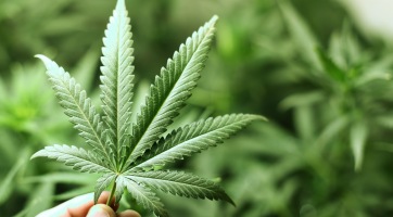 A kannabisz lehet az akné-mentes bőr titka