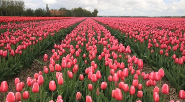 A tavasz legszebb virága: a tulipán