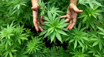A rák ellensége lehet a cannabis