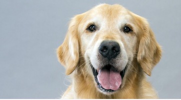 Cuki: zöld kiskutyát szült egy golden retriever