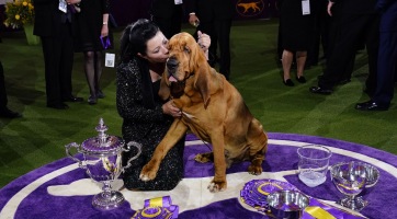 Egy angol véreb nyerte az idei Westminster Dog Showt