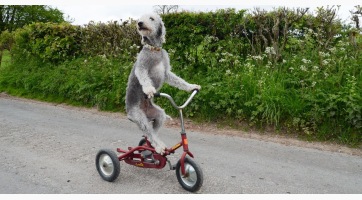Ez a tricikliző terrier az internet új sztárja (videó)