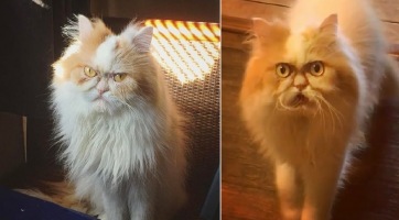 Itt van Grumpy Cat utódja