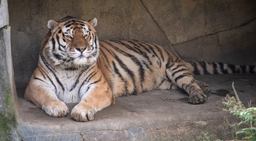 Koronavírus szövődményeibe halt bele a 14 éves tigris