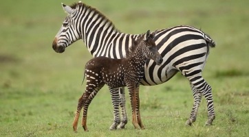 Napi cuki: pöttyös zebrát fotóztak Kenyában