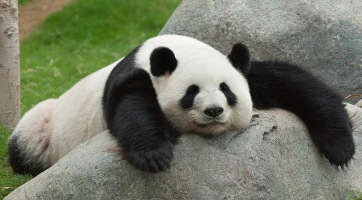 Nézd meg a cuki kis panda és a hóember harcát