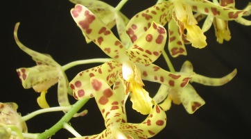 Orchideakiállítás a Vajdahunyadvárban
