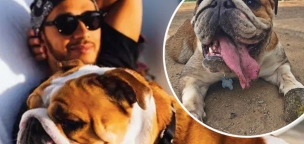 Lewis Hamilton vegánként eteti már a kutyáját is