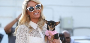Paris Hilton médiumok segítségével keresi elveszett kiskutyáját