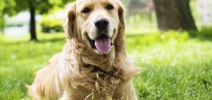 Egy golden retriever ölelkezve kért bocsánatot a barátjától