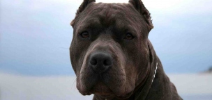 Egy kislány parancsol hat pitbullnak
