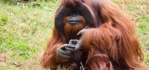 Elhunyt az orangután, aki képes volt jelnyelven beszélni