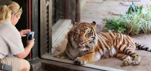Gyászol a budapesti állatkert, elaltatták Norbit, a szibériai tigrist