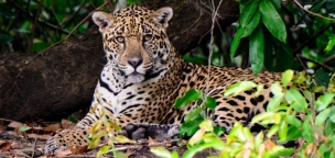 Jaguár támadt egy látogatóra, mert a férfi kigúnyolta őt
