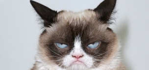 Meghalt a világ leghíresebb macskája: Grumpy Cat