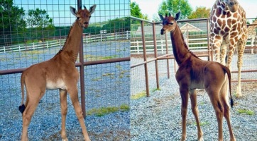 Napi cuki: folt nélküli zsiráf született egy amerikai állatkertben