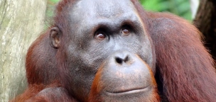 Nézd meg az orangutánt, aki saját dalt írt