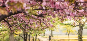 Programajánló: Cseresznyevirágzás az ELTE Füvészkertben